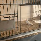 Zebravink man, Mannelijk, Tropenvogel