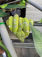 Corallus caninus, Dieren en Toebehoren