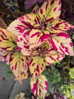 Prachtige stekjes coleus siernetels, Ophalen of Verzenden, Halfschaduw, Minder dan 100 cm