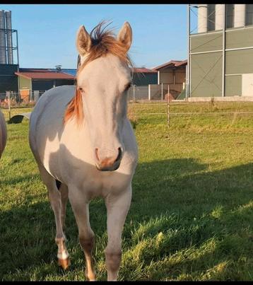 Quarter horse merrie  beschikbaar voor biedingen