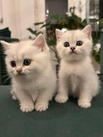 Twee allerliefste Brits Korthaar kittens ( kitten + stamboom, Dieren en Toebehoren, Katten en Kittens | Raskatten | Langhaar, Meerdere dieren