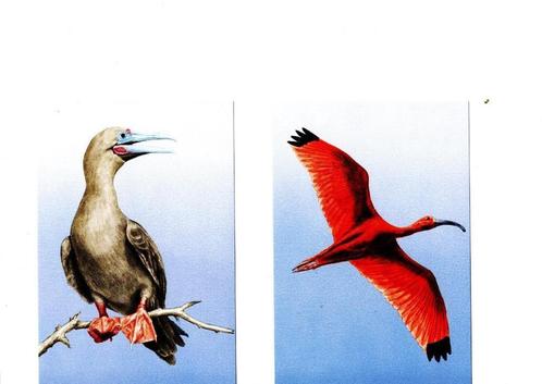 De Roodpootgent-De Rode Ibis-en De Oranje Troepiaal., Verzamelen, Ansichtkaarten | Dieren, Ongelopen, 1980 tot heden, Vogel, Verzenden