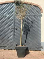 2 x Olijfboom in donkergrijze pot (ca 2m hoog), 100 tot 250 cm, Olijfboom, Zomer, Ophalen