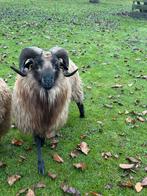 Drentshe Heideschaap Dasenkop, Dieren en Toebehoren, Schapen, Geiten en Varkens, Mannelijk, Schaap
