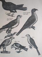 Oude Prent roofvogels, Verzamelen, Foto's en Prenten, Verzenden, 1960 tot 1980, Gebruikt