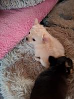 2 chihauhau pup.s, Rabiës (hondsdolheid), 8 tot 15 weken, Meerdere, Meerdere dieren