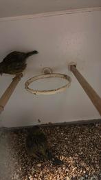 Koppel kanarie (fife fancy) 2023 en 2024, Dieren en Toebehoren, Meerdere dieren, Kleurkanarie