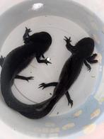 2 volwassen axolotl mannen, Dieren en Toebehoren, Reptielen en Amfibieën, Schildpad, 0 tot 2 jaar