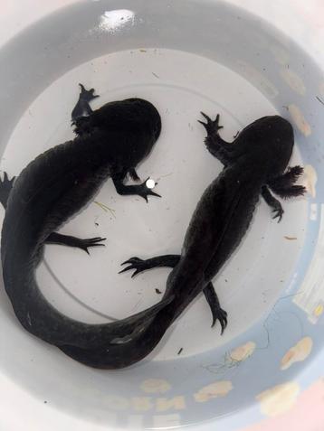 2 volwassen axolotl mannen beschikbaar voor biedingen