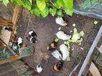 Jonge cavia's, Cavia, Augustus, Meerdere dieren, Tam