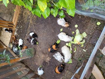 Jonge cavia's  beschikbaar voor biedingen