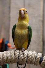 Jonge Baby Zwartkop Caique´s | getest | Speels | Handtam, Dieren en Toebehoren, Meerdere dieren, Papegaai, Pratend