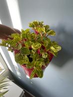 Biefstukplantjes kamerplant, Ophalen of Verzenden