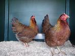Welsumer kriel kippen | Goede leggers| deskundig advies!, Dieren en Toebehoren, Pluimvee, Kip, Meerdere dieren