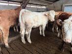 3 charolais pinken te koop, Vrouwelijk
