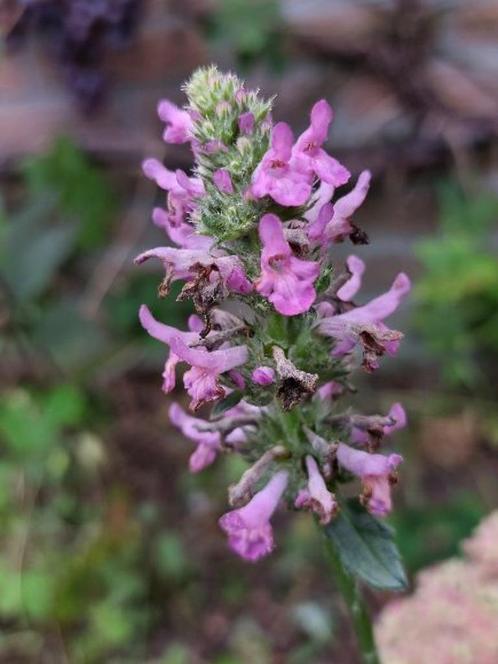 zaden Stachys officinalis Betonie, Tuin en Terras, Bloembollen en Zaden, Zaad, Voorjaar, Volle zon, Verzenden