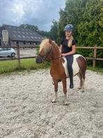 Te koop: mooie bonte  pony ruin, Dieren en Toebehoren, Pony's, Ruin, Niet van toepassing, A pony (tot 1.17m), 3 tot 6 jaar