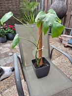 Jonge Monstera Stek met Steunstok, Tuin en Terras, Planten | Tuinplanten, Vaste plant, Bloeit niet, Halfschaduw, Ophalen
