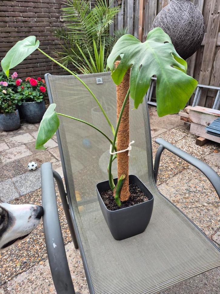 Jonge Monstera Stek met Steunstok, Tuin en Terras, Planten | Tuinplanten, Vaste plant, Overige soorten, Halfschaduw, Bloeit niet