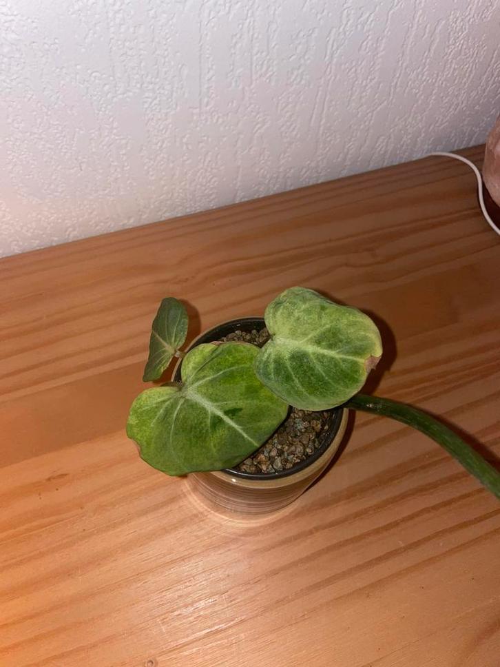 Philodendron Gloriosum kneusjes, Huis en Inrichting, Kamerplanten, Minder dan 100 cm, Halfschaduw, Ophalen