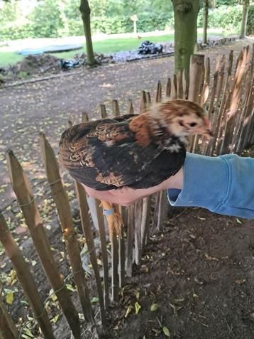Araucana haantjes beschikbaar voor biedingen