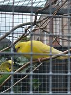 Grasparkieten 2025, Dieren en Toebehoren, Vogels | Parkieten en Papegaaien, Meerdere dieren, Parkiet