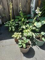 Mooie hosta s en meer 4.95 pst, Tuin en Terras, Planten | Tuinplanten, Vaste plant, Halfschaduw, Zomer, Ophalen