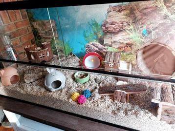 Schuifruit Terrarium voor Muizen – Glazen Kooi 100x40x50 cm beschikbaar voor biedingen
