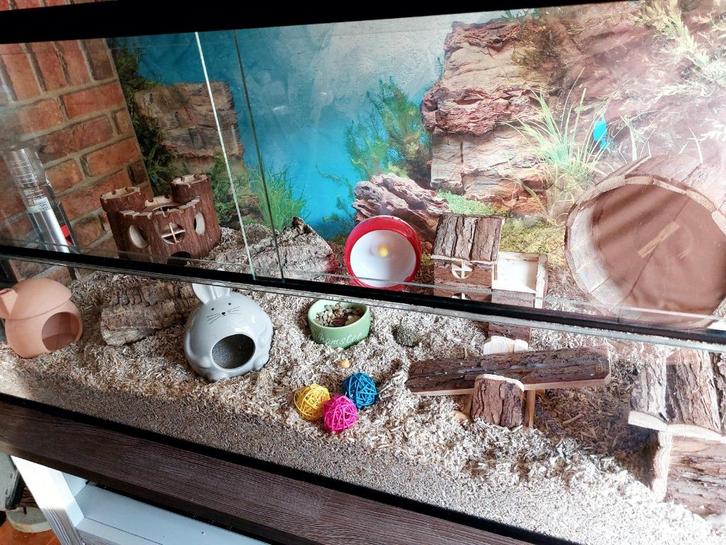 Schuifruit Terrarium voor Muizen – Glazen Kooi 100x40x50 cm, Dieren en Toebehoren, Knaagdieren en Konijnen | Hokken en Kooien