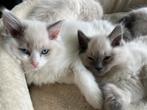 100% Ragdoll kittens Blue Point beschikbaar, Kater, Gechipt, 0 tot 2 jaar