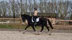 LEUK ONGECOMPLICEERD PAARD!!, Dieren en Toebehoren, Paarden, Ruin, 3 tot 6 jaar