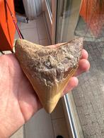 Megalodon Fossiele Haaientand - 12,7cm!, Ophalen of Verzenden, Fossiel