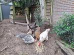 4 hennen gratis af te halen, Dieren en Toebehoren, Pluimvee, Vrouwelijk, Kip
