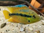 Trichromis salvini rio usumacintha (cota) x6, Dieren en Toebehoren
