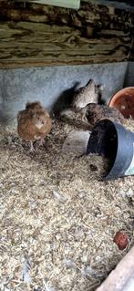 Kwartels, Dieren en Toebehoren, Meerdere dieren, Overige soorten