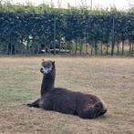 Alpaca dekhengst harlekijn/appaloosa, Dieren en Toebehoren, Overige Dieren, Mei, Mannelijk