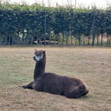 Alpaca dekhengst harlekijn/appaloosa beschikbaar voor biedingen