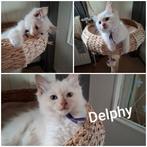 Laatste Ragdoll kitten dame cinnamon mag weg, Dieren en Toebehoren, Katten en Kittens | Raskatten | Langhaar, Meerdere dieren