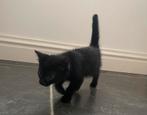 Een boevje en super lieve kitten /poesje, Dieren en Toebehoren, Katten en Kittens | Overige Katten, Meerdere dieren