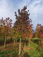 Liquidambar styraciflua , worplesdon , silhouette amberbomen, Tuin en Terras, Planten | Bomen, Ophalen of Verzenden, Bloeit niet
