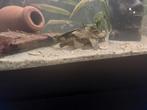 Pleco 20cm, Dieren en Toebehoren, Hagedis, 0 tot 2 jaar