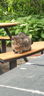 GEZOCHT: Gratis kattenspullen voor lieve kat in opvang, Dieren en Toebehoren, Katten-accessoires, Ophalen of Verzenden