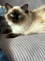 Ragdoll poes met stamboom zoekt nieuw, rustig thuis, Dieren en Toebehoren, Katten en Kittens | Raskatten | Langhaar, Poes, Gechipt