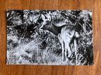 Reekalf. 1964., Ophalen of Verzenden, 1960 tot 1980, Gelopen, Wild dier