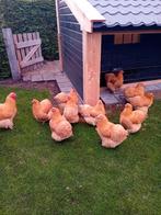 Broedeieren orpington, Dieren en Toebehoren, Pluimvee, Geslacht onbekend, Kip