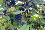 Twee oude druivenstruik, Tuin en Terras, Planten | Fruitbomen, Ophalen, 100 tot 250 cm, Volle zon, Overige soorten