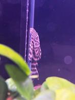 L002 tiger peckoltia, Vis, Zoetwatervis, Schoolvis