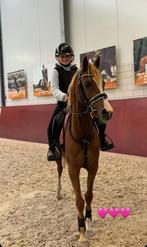 C pony te koop, Dieren en Toebehoren, Pony's, Merrie, B, Gechipt, 3 tot 6 jaar