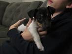 lieve jack russel pup teefje ( bont) zoekt lief huisje!, Dieren en Toebehoren, Honden | Jack Russells en Terriërs, Parvo, Jack Russell Terriër