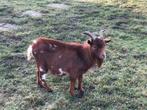 Geiten bokje te koop. Geboren juni 2024., Dieren en Toebehoren, Meerdere dieren, Geit